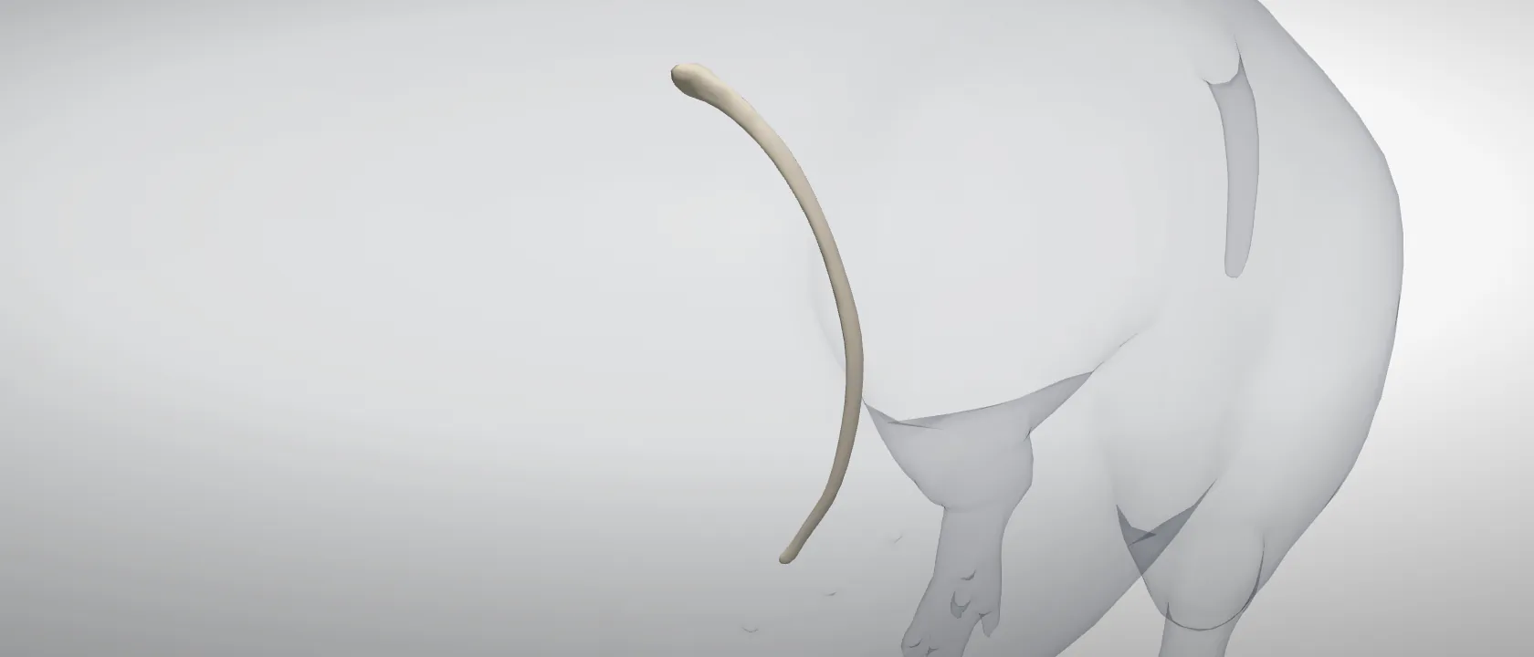 Rib 12 (Costa XII) of the pig, left side: a three-quarter view of the bone.