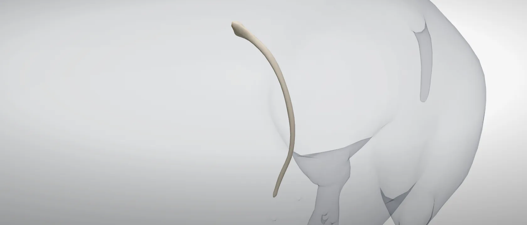 Rib 13 (Costa XIII) of the pig, left side: a three-quarter view of the bone.