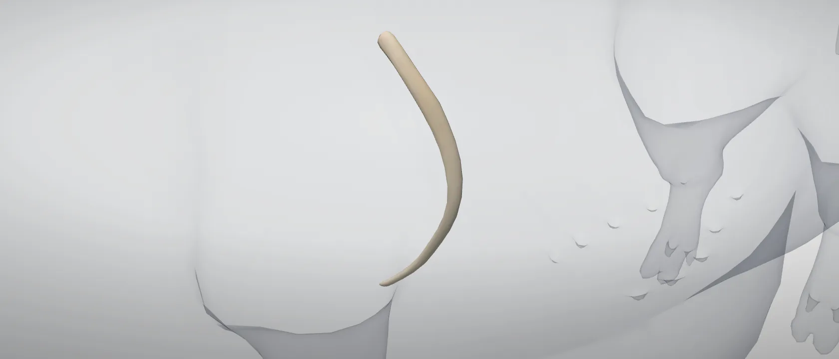 Rib 2 (Costa II) of the pig, left side: a three-quarter view of the bone.
