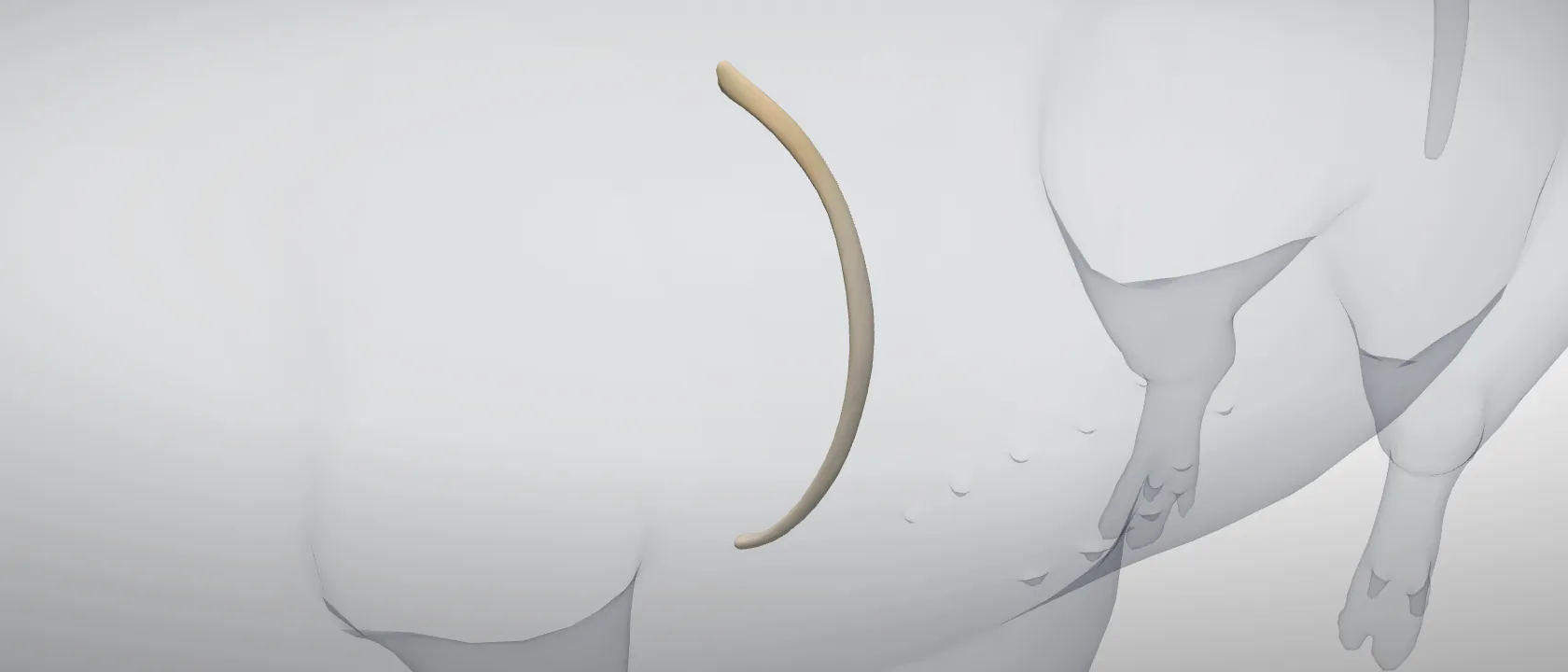 Rib 5 (Costa V) of the pig, left side: a three-quarter view of the bone.