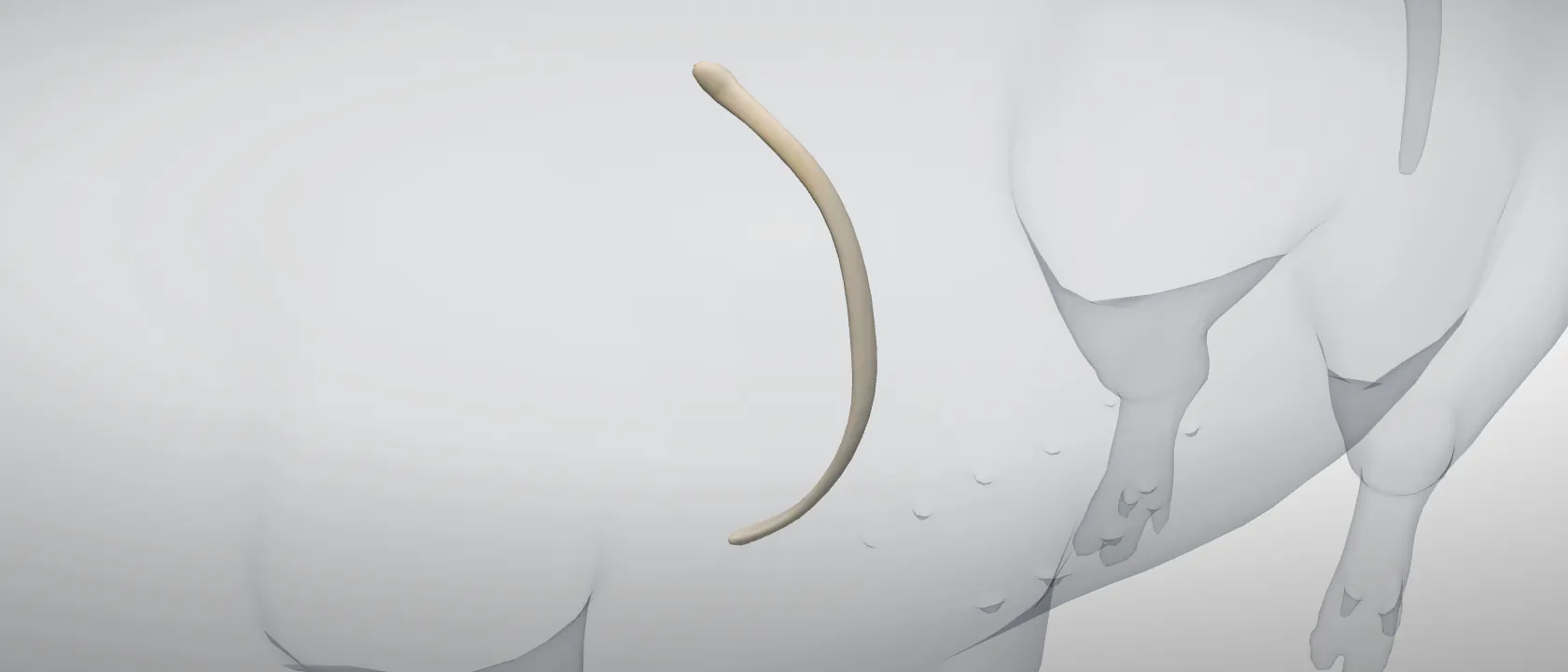 Rib 6 (Costa VI) of the pig, left side: a three-quarter view of the bone.