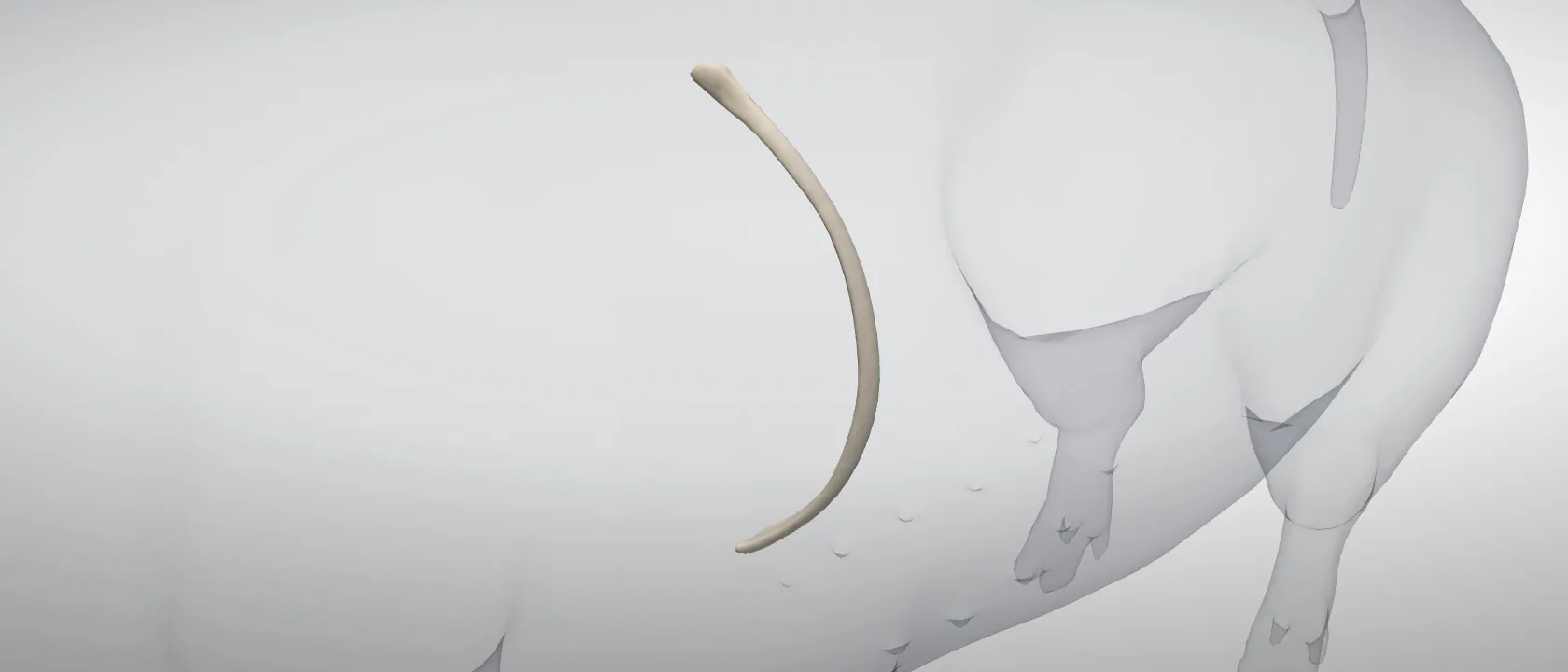 Rib 8 (Costa VIII) of the pig, left side: a three-quarter view of the bone.