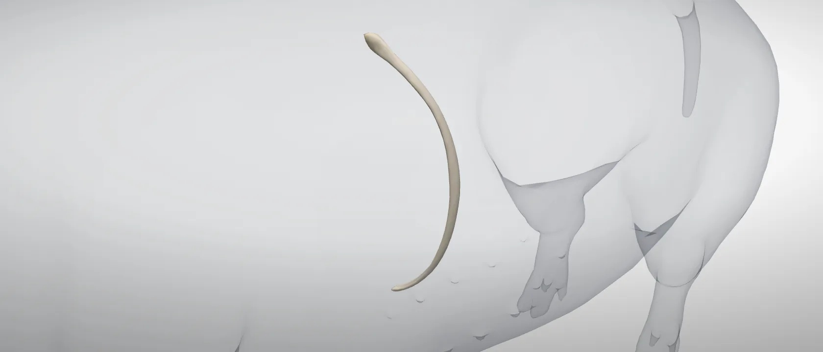 Rib 9 (Costa IX) of the pig, left side: a three-quarter view of the bone.