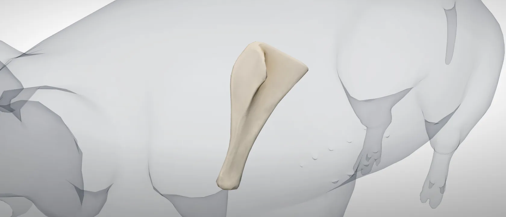 Scapula of the pig, left side: a three-quarter view of the bone.