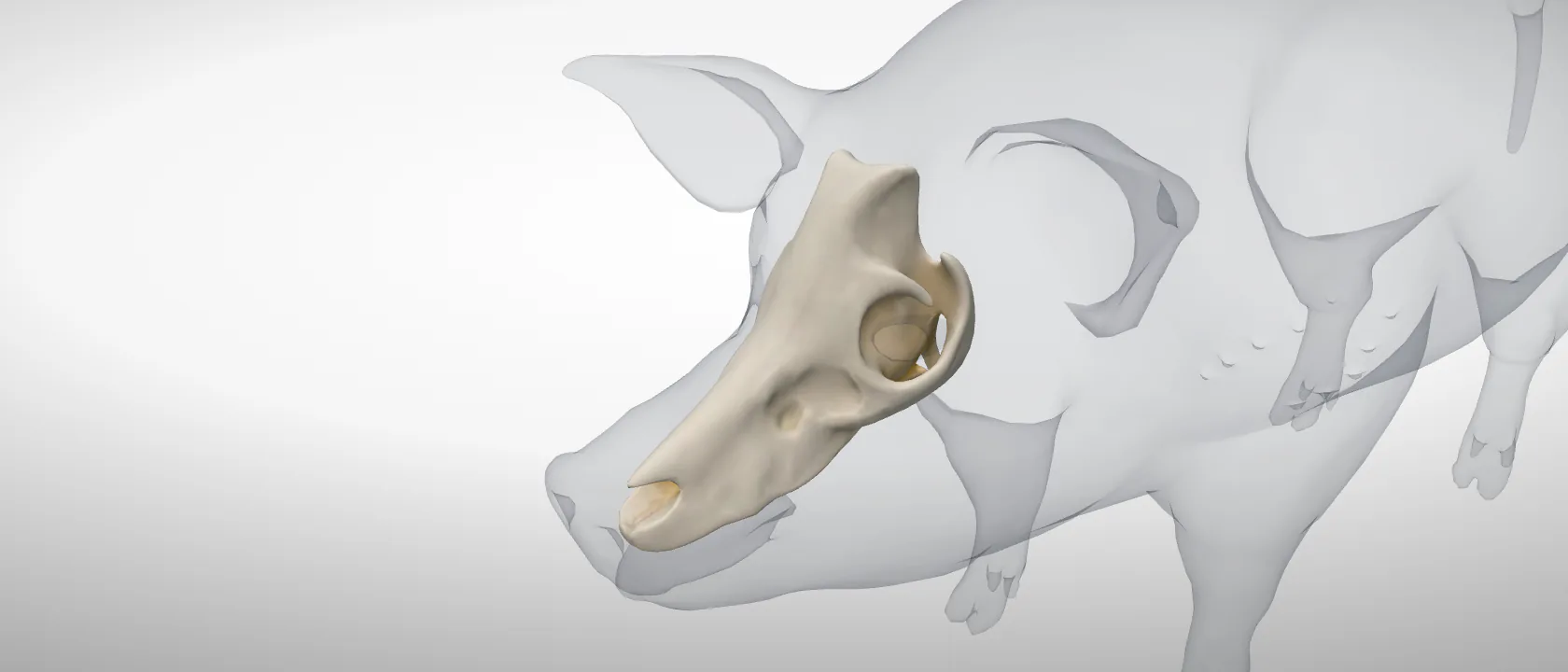 Skull (without mandible) (Cranium) of the pig: a three-quarter view of the bone.