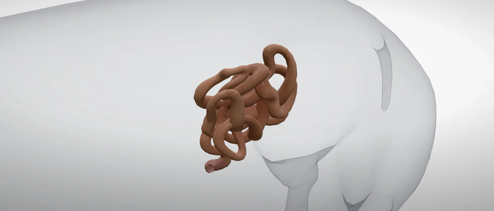 Small intestine (Intestinum tenue) of the pig: a three-quarter view of the digestive.