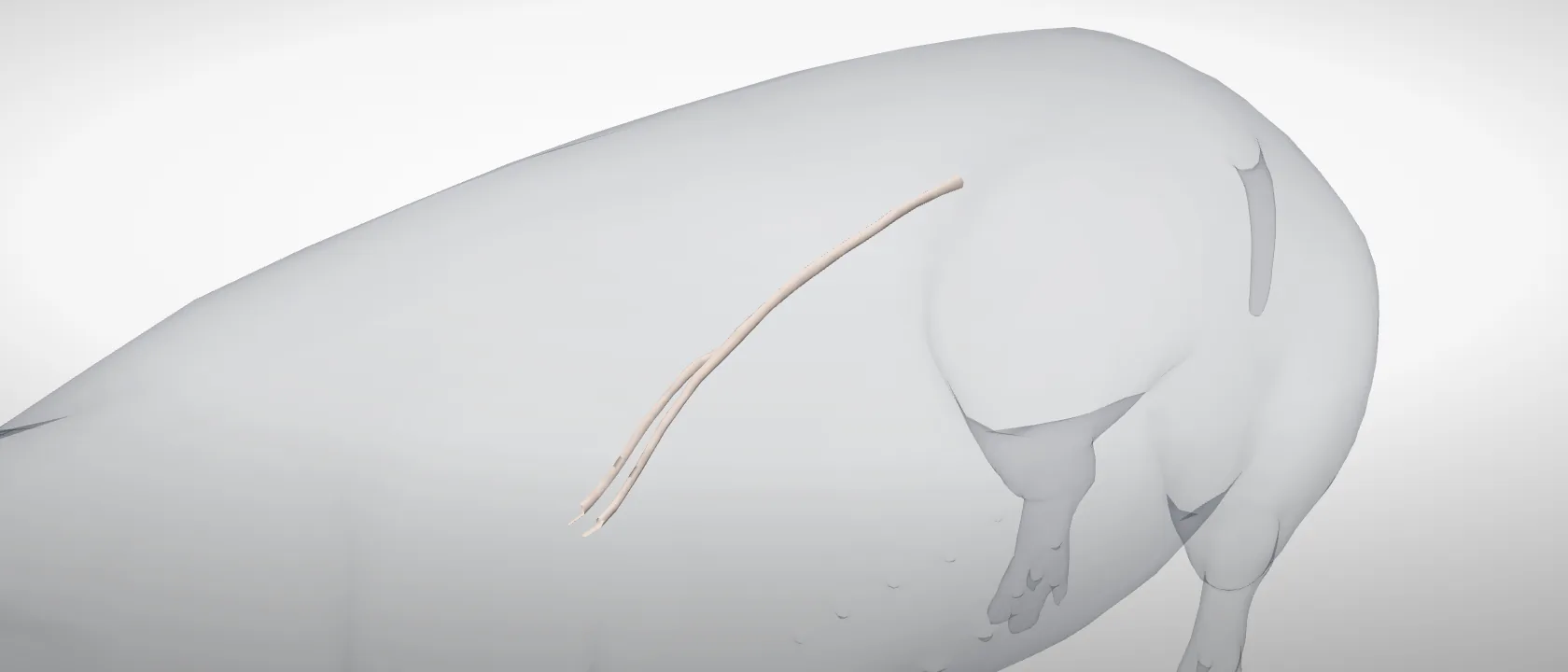 Thoracic duct (Ductus thoracicus) of the pig: a three-quarter view of the lymph.