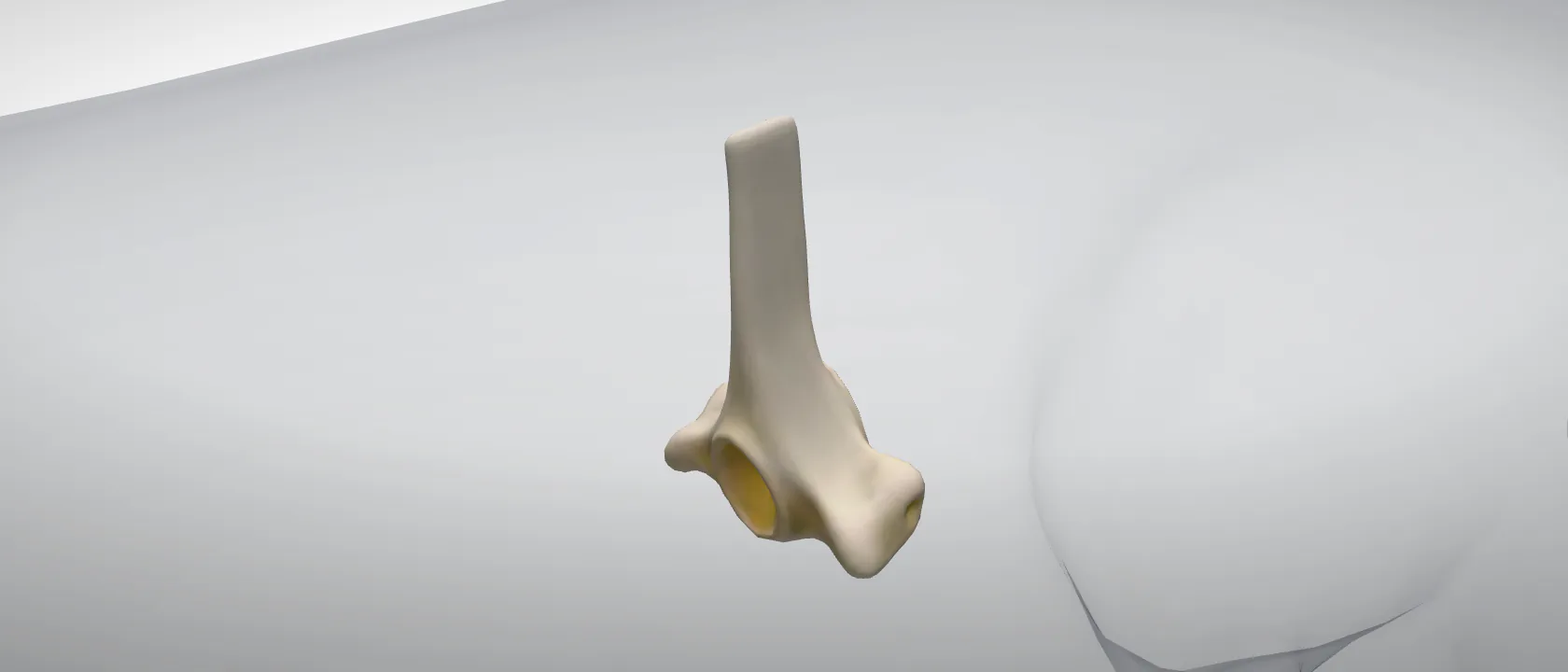 Thoracic vertebra 10 (Vertebra thoracica X) of the pig: a three-quarter view of the bone.