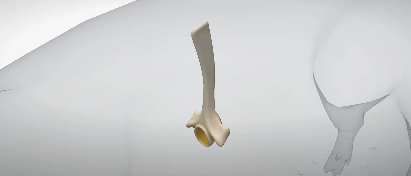 Thoracic vertebra 2 (Vertebra thoracica II) of the pig: a three-quarter view of the bone.