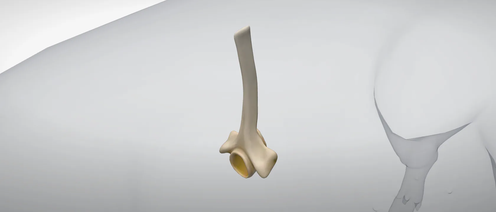 Thoracic vertebra 3 (Vertebra thoracica III) of the pig: a three-quarter view of the bone.