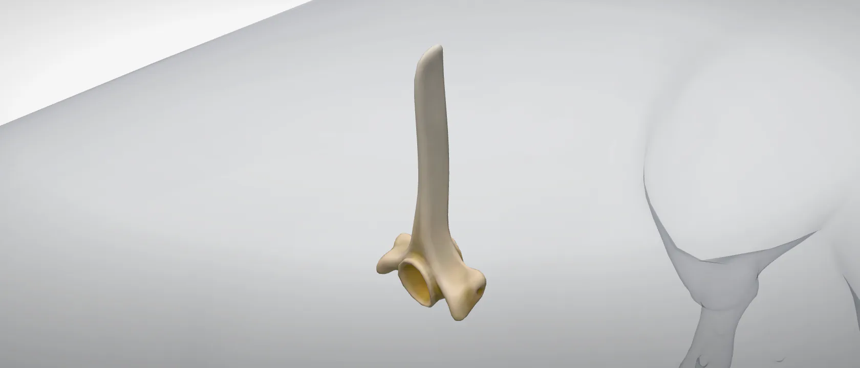 Thoracic vertebra 4 (Vertebra thoracica IV) of the pig: a three-quarter view of the bone.