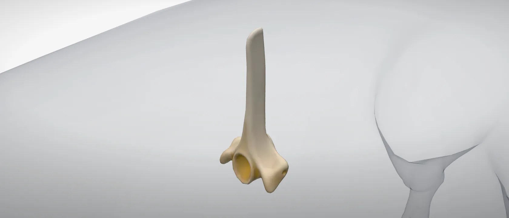 Thoracic vertebra 5 (Vertebra thoracica V) of the pig: a three-quarter view of the bone.