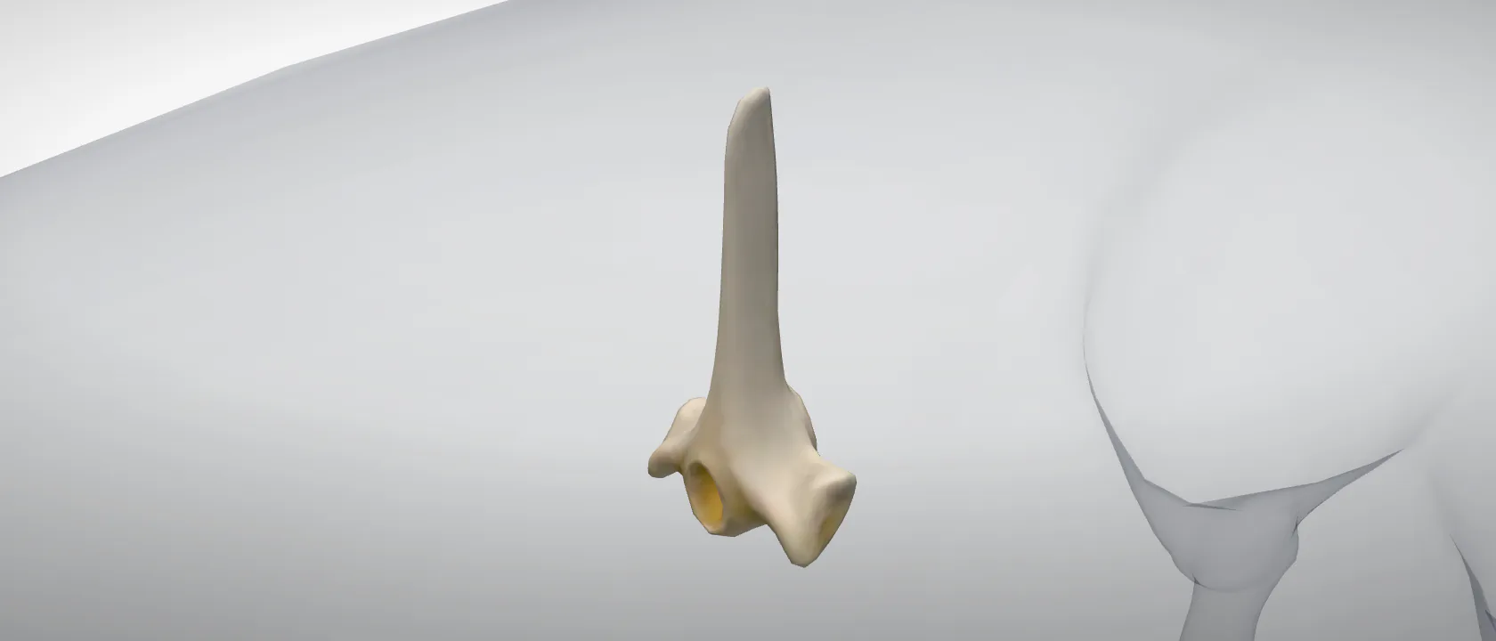 Thoracic vertebra 6 (Vertebra thoracica VI) of the pig: a three-quarter view of the bone.