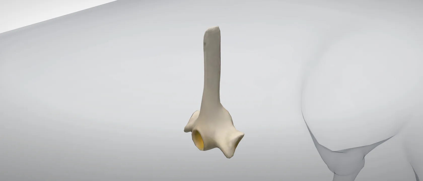 Thoracic vertebra 7 (Vertebra thoracica VII) of the pig: a three-quarter view of the bone.