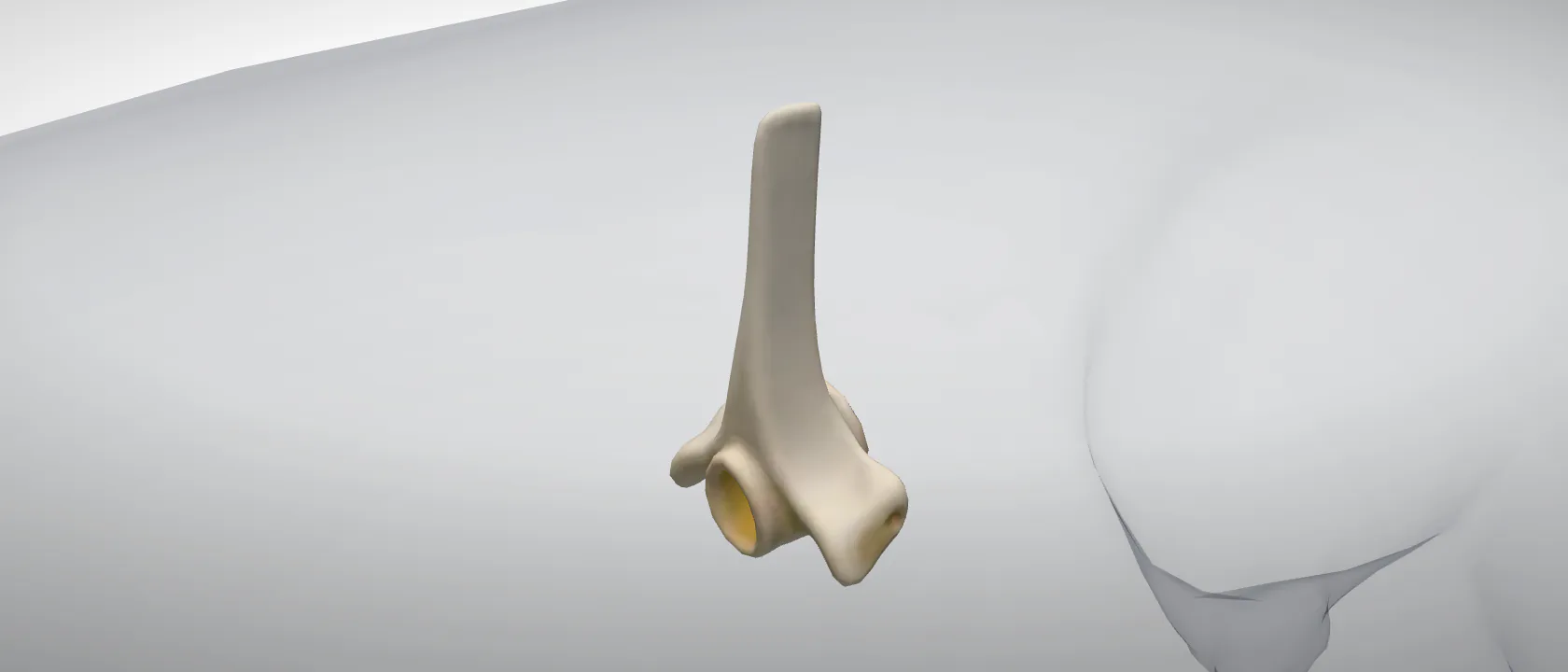 Thoracic vertebra 8 (Vertebra thoracica VIII) of the pig: a three-quarter view of the bone.