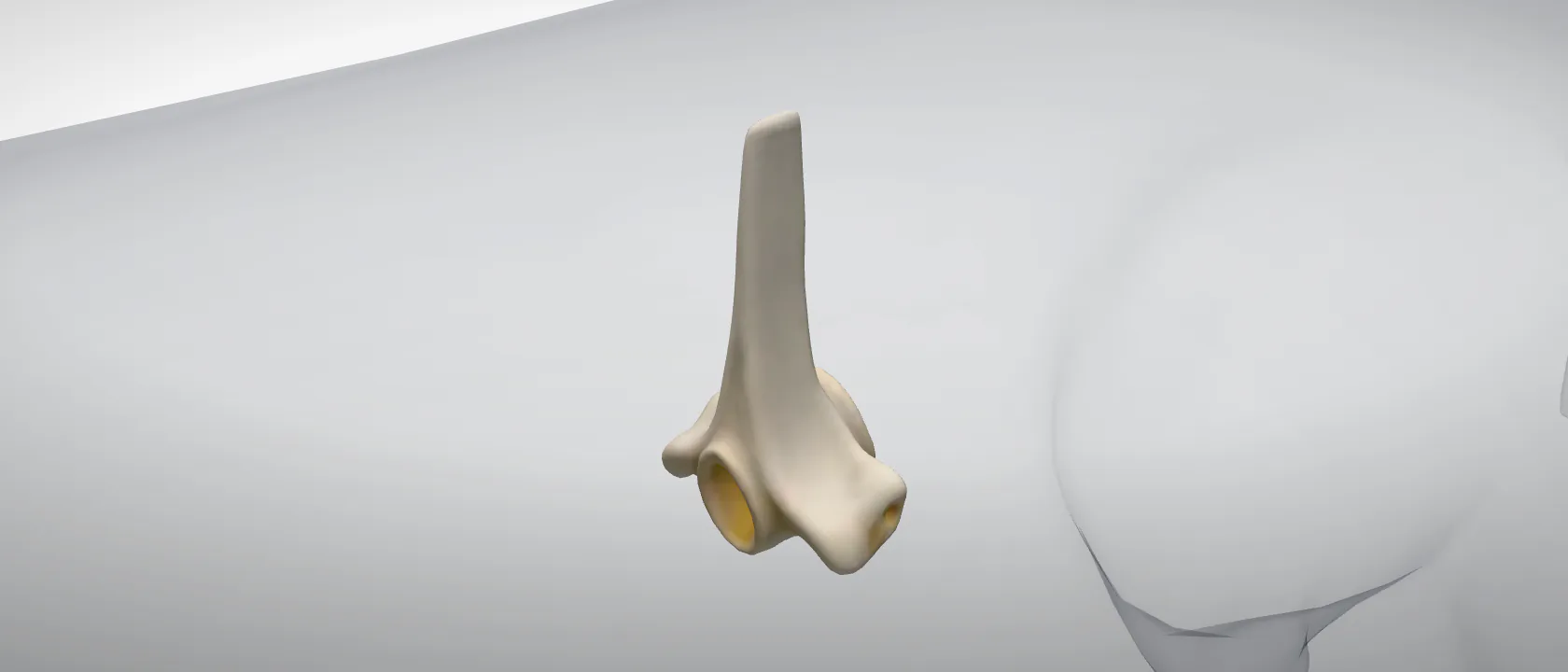 Thoracic vertebra 9 (Vertebra thoracica IX) of the pig: a three-quarter view of the bone.