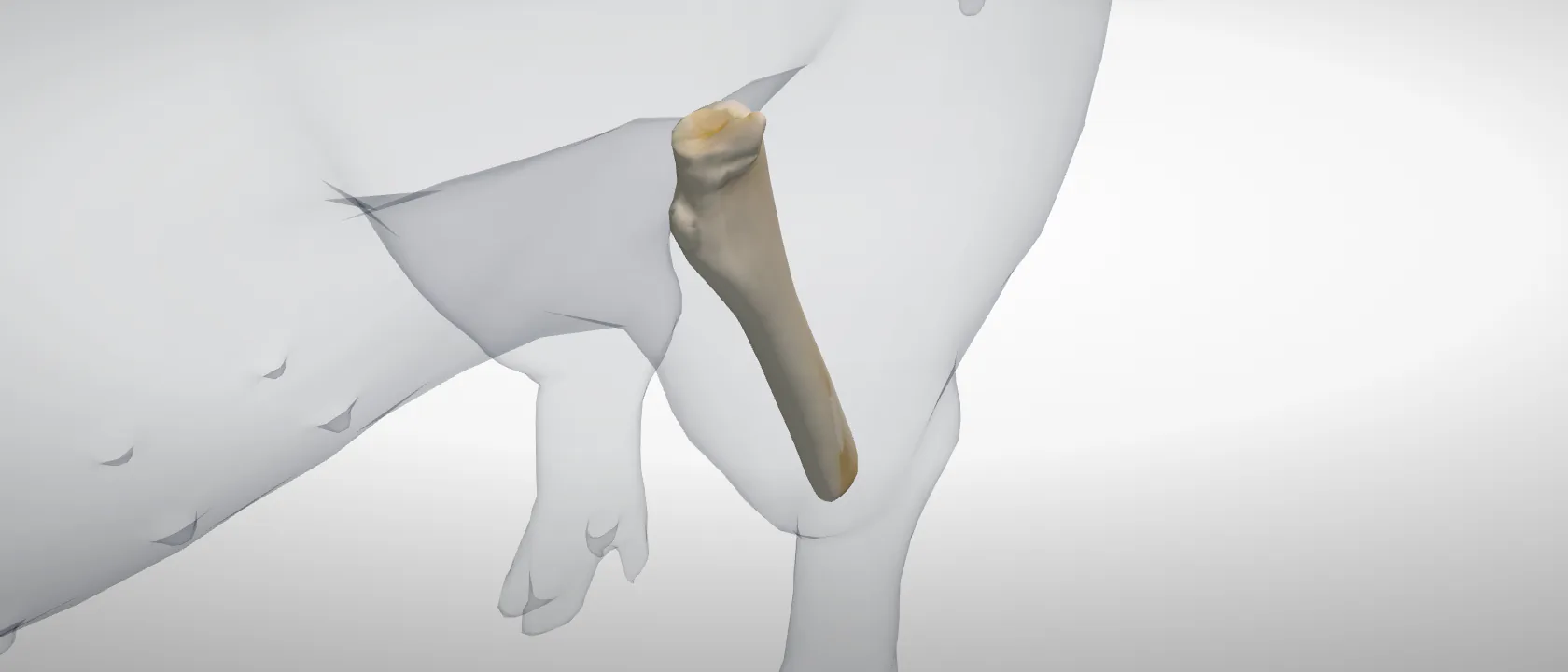 Tibia of the pig, left side: a three-quarter view of the bone.