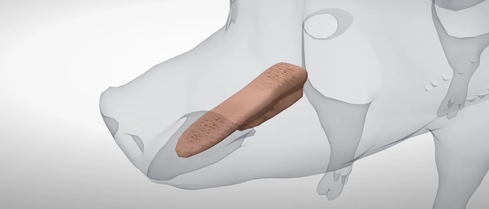Tongue (Lingua) of the pig: a three-quarter view of the digestive.