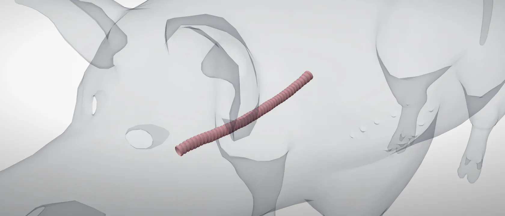 Trachea of the pig: a three-quarter view of the respiratory.