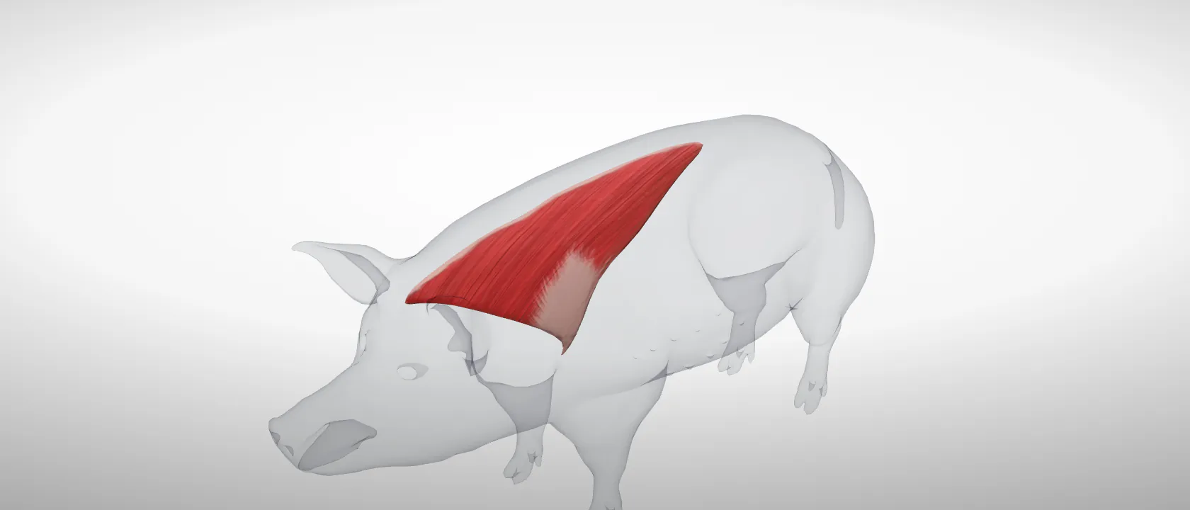 Trapezius (Musculus trapezius) of the pig, left side: a three-quarter view of the muscle.