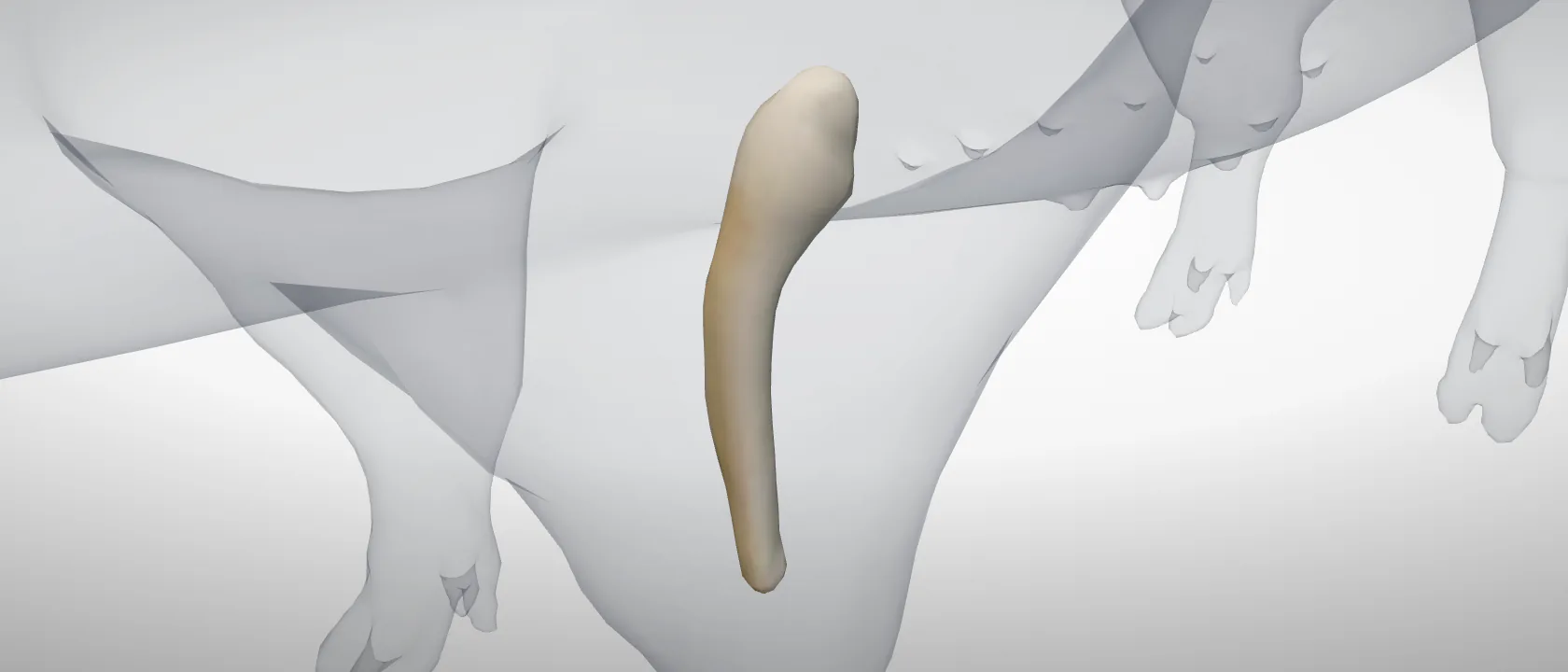 Ulna of the pig, left side: a three-quarter view of the bone.