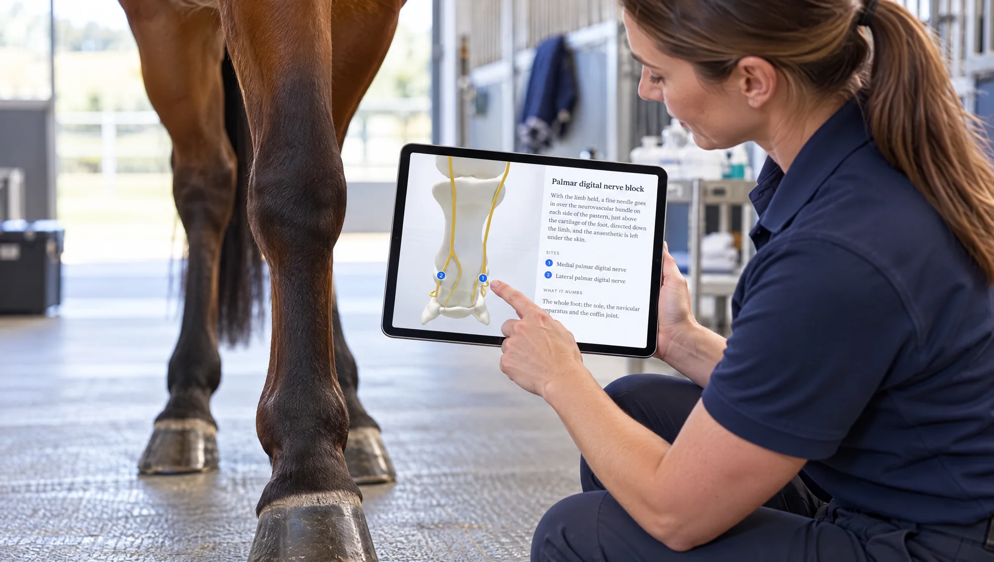The palmar digital nerve block on the horse