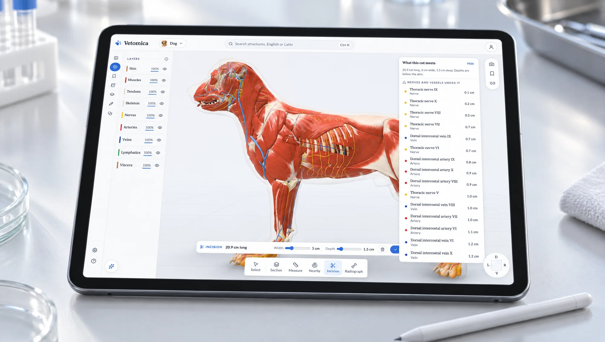 An incision across the dog's chest and the list of what it meets