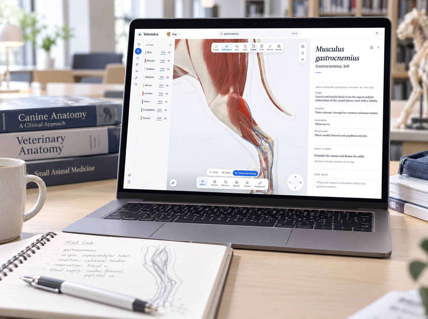 The reading pane for the dog's gastrocnemius